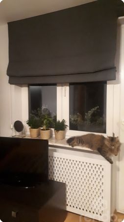 makownica grzejnikowa